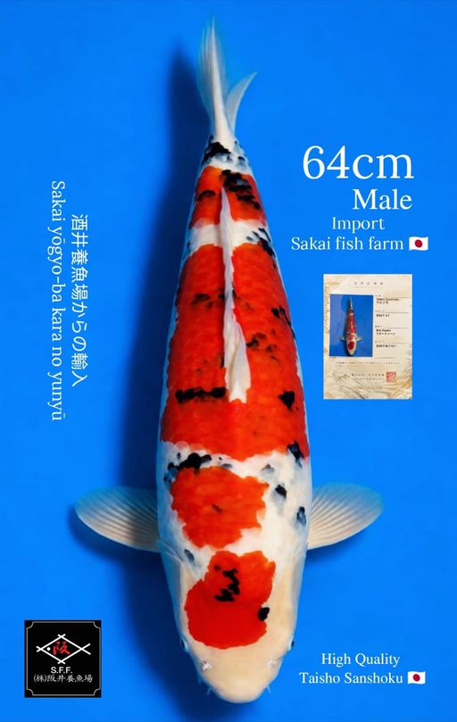 A. TAISHO SANSHOKU 6...