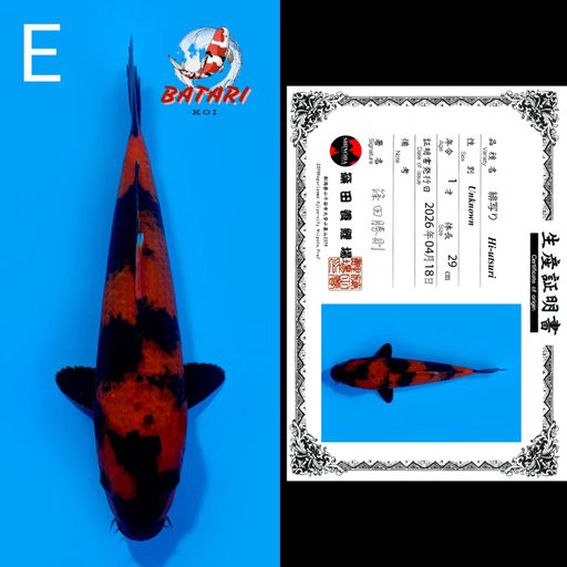 E. HIUTSURI SHINODA ...