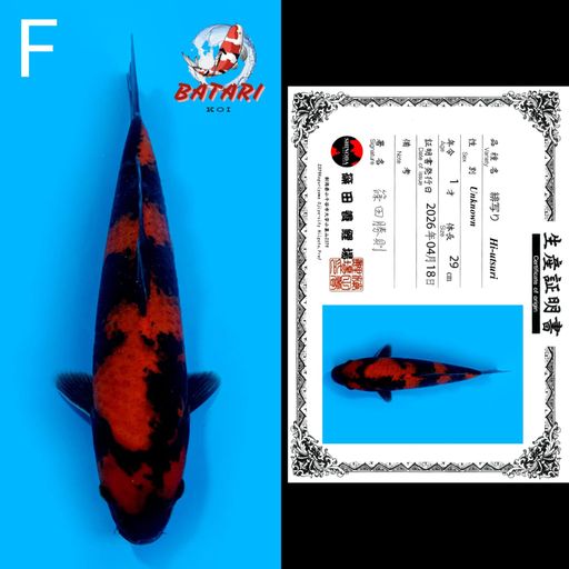 F. HIUTSURI SHINODA ...
