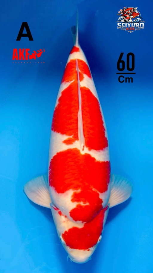 A. KOHAKU SUPER AKF ...