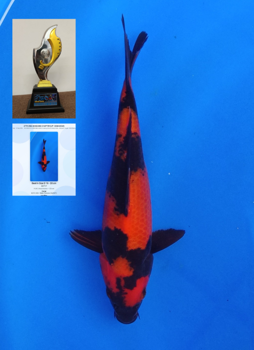 A. HIUTSURI SQ 20cm ...