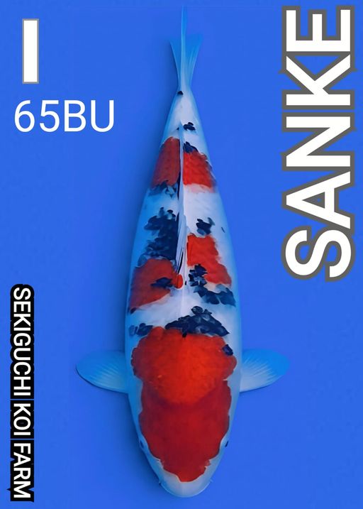 I. SEKIGUCHI SANKE 6...