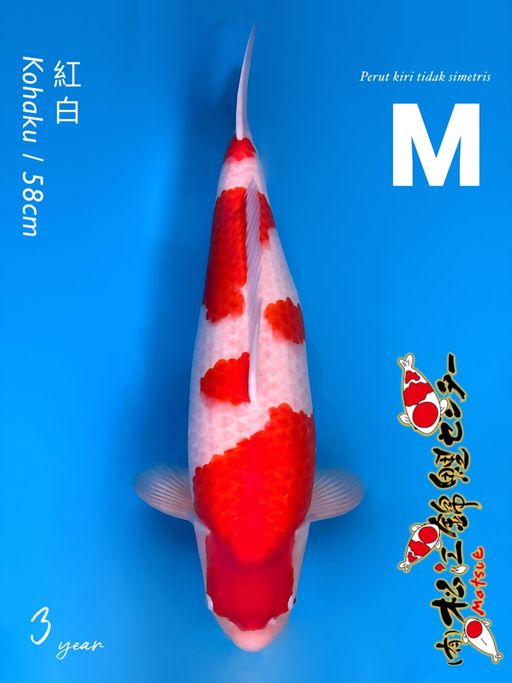 M. MATSUE KOHAKU 58c...