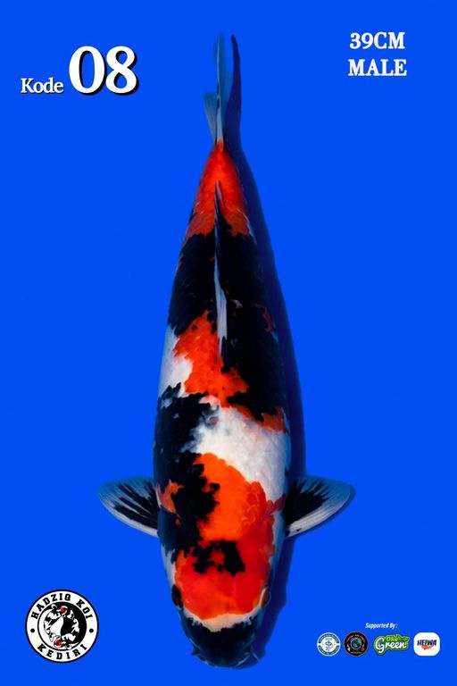 Lelang Koi Online, Jual Beli Ikan Koi, Pusat Jual Beli Koi, Info Lelang Koi Hari Ini, Platform Jual Beli Koi, Jual Beli Ikan Koi Online, Marketplace Ikan Koi, Jual Koi Terbaik, Tempat Beli Koi Berkualitas, Pasar Ikan Koi Online Terpercaya, Penjual Ikan Koi Terpercaya, Beli Koi Hias Online, Ikan Koi untuk Dijual, Koi Kualitas Terbaik, Toko Online Ikan Koi, Koi Hias Untuk Dijual, Jual Beli Ikan Koi Lokal, Koi Indonesia Online, Pusat Jual Beli Koi Terbesar