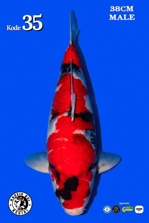 Lelang Koi Online, Jual Beli Ikan Koi, Pusat Jual Beli Koi, Info Lelang Koi Hari Ini, Platform Jual Beli Koi, Jual Beli Ikan Koi Online, Marketplace Ikan Koi, Jual Koi Terbaik, Tempat Beli Koi Berkualitas, Pasar Ikan Koi Online Terpercaya, Penjual Ikan Koi Terpercaya, Beli Koi Hias Online, Ikan Koi untuk Dijual, Koi Kualitas Terbaik, Toko Online Ikan Koi, Koi Hias Untuk Dijual, Jual Beli Ikan Koi Lokal, Koi Indonesia Online, Pusat Jual Beli Koi Terbesar