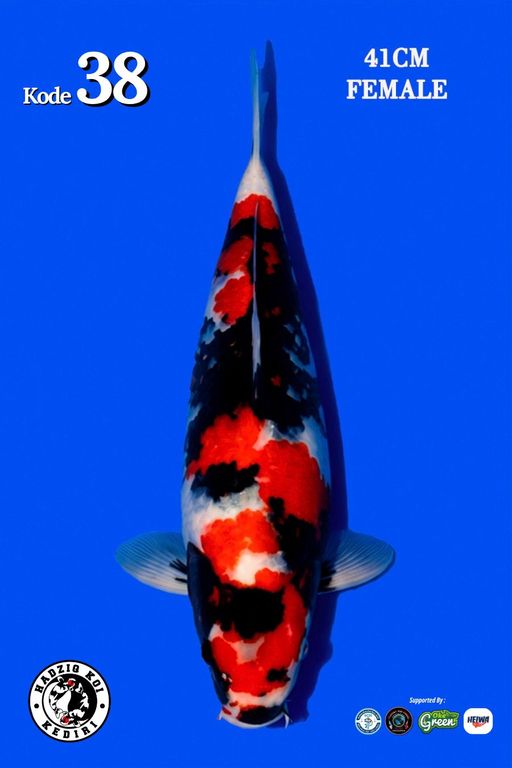 Lelang Koi Online, Jual Beli Ikan Koi, Pusat Jual Beli Koi, Info Lelang Koi Hari Ini, Platform Jual Beli Koi, Jual Beli Ikan Koi Online, Marketplace Ikan Koi, Jual Koi Terbaik, Tempat Beli Koi Berkualitas, Pasar Ikan Koi Online Terpercaya, Penjual Ikan Koi Terpercaya, Beli Koi Hias Online, Ikan Koi untuk Dijual, Koi Kualitas Terbaik, Toko Online Ikan Koi, Koi Hias Untuk Dijual, Jual Beli Ikan Koi Lokal, Koi Indonesia Online, Pusat Jual Beli Koi Terbesar