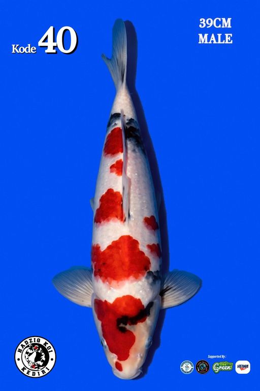 Lelang Koi Online, Jual Beli Ikan Koi, Pusat Jual Beli Koi, Info Lelang Koi Hari Ini, Platform Jual Beli Koi, Jual Beli Ikan Koi Online, Marketplace Ikan Koi, Jual Koi Terbaik, Tempat Beli Koi Berkualitas, Pasar Ikan Koi Online Terpercaya, Penjual Ikan Koi Terpercaya, Beli Koi Hias Online, Ikan Koi untuk Dijual, Koi Kualitas Terbaik, Toko Online Ikan Koi, Koi Hias Untuk Dijual, Jual Beli Ikan Koi Lokal, Koi Indonesia Online, Pusat Jual Beli Koi Terbesar