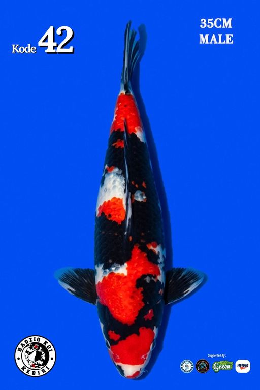 Lelang Koi Online, Jual Beli Ikan Koi, Pusat Jual Beli Koi, Info Lelang Koi Hari Ini, Platform Jual Beli Koi, Jual Beli Ikan Koi Online, Marketplace Ikan Koi, Jual Koi Terbaik, Tempat Beli Koi Berkualitas, Pasar Ikan Koi Online Terpercaya, Penjual Ikan Koi Terpercaya, Beli Koi Hias Online, Ikan Koi untuk Dijual, Koi Kualitas Terbaik, Toko Online Ikan Koi, Koi Hias Untuk Dijual, Jual Beli Ikan Koi Lokal, Koi Indonesia Online, Pusat Jual Beli Koi Terbesar
