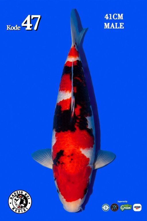 Lelang Koi Online, Jual Beli Ikan Koi, Pusat Jual Beli Koi, Info Lelang Koi Hari Ini, Platform Jual Beli Koi, Jual Beli Ikan Koi Online, Marketplace Ikan Koi, Jual Koi Terbaik, Tempat Beli Koi Berkualitas, Pasar Ikan Koi Online Terpercaya, Penjual Ikan Koi Terpercaya, Beli Koi Hias Online, Ikan Koi untuk Dijual, Koi Kualitas Terbaik, Toko Online Ikan Koi, Koi Hias Untuk Dijual, Jual Beli Ikan Koi Lokal, Koi Indonesia Online, Pusat Jual Beli Koi Terbesar