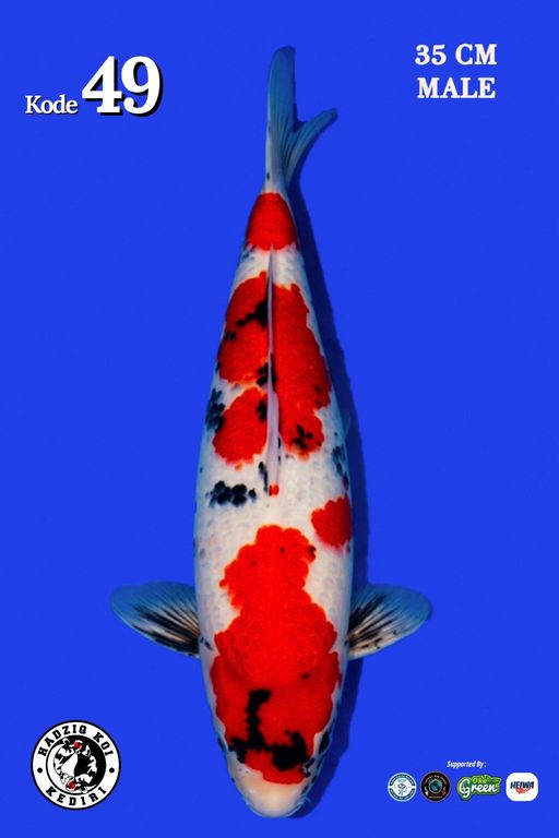 Lelang Koi Online, Jual Beli Ikan Koi, Pusat Jual Beli Koi, Info Lelang Koi Hari Ini, Platform Jual Beli Koi, Jual Beli Ikan Koi Online, Marketplace Ikan Koi, Jual Koi Terbaik, Tempat Beli Koi Berkualitas, Pasar Ikan Koi Online Terpercaya, Penjual Ikan Koi Terpercaya, Beli Koi Hias Online, Ikan Koi untuk Dijual, Koi Kualitas Terbaik, Toko Online Ikan Koi, Koi Hias Untuk Dijual, Jual Beli Ikan Koi Lokal, Koi Indonesia Online, Pusat Jual Beli Koi Terbesar
