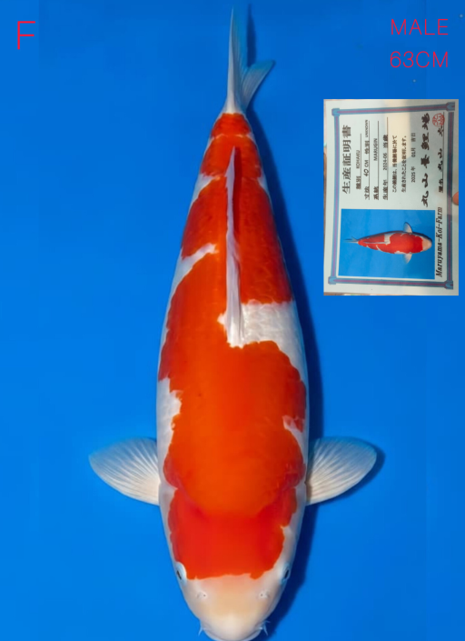 F. KOHAKU IMPORT MAR...