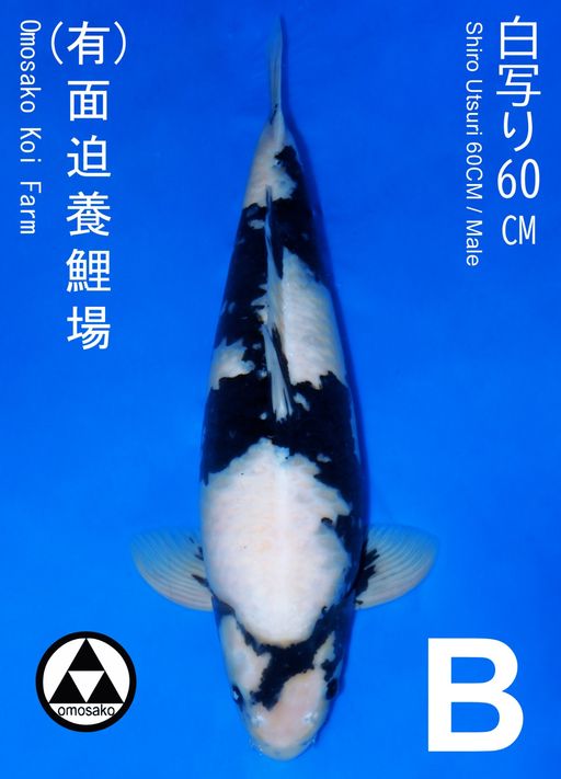 B. SHIRO OMOSAKO 60c...