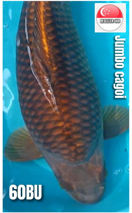 D. JUMBO CAGOI BODY ...