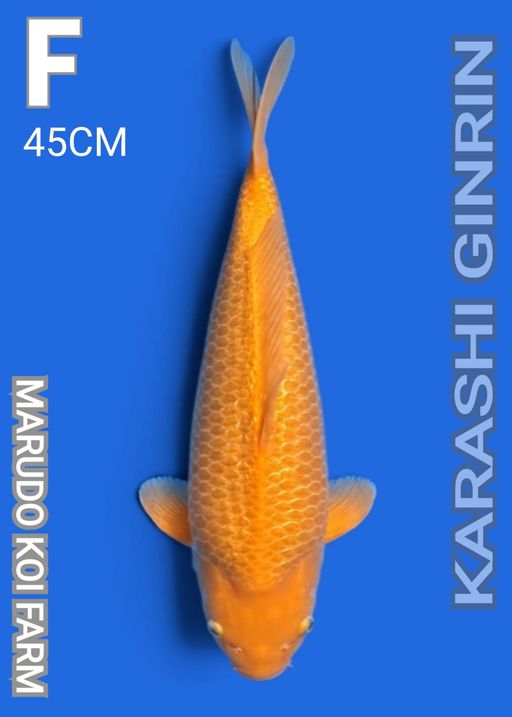F. KARASHI GINRIN MA...