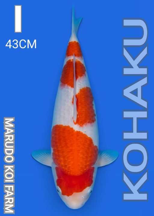 I. KOHAKU MARUDO KOI...