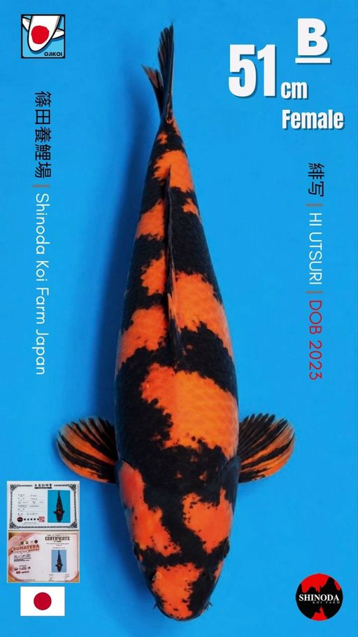 B. HI UTSURI BREED B...