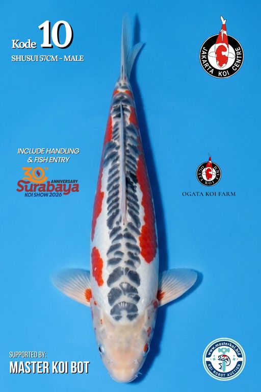 Lelang Koi Online, Jual Beli Ikan Koi, Pusat Jual Beli Koi, Info Lelang Koi Hari Ini, Platform Jual Beli Koi, Jual Beli Ikan Koi Online, Marketplace Ikan Koi, Jual Koi Terbaik, Tempat Beli Koi Berkualitas, Pasar Ikan Koi Online Terpercaya, Penjual Ikan Koi Terpercaya, Beli Koi Hias Online, Ikan Koi untuk Dijual, Koi Kualitas Terbaik, Toko Online Ikan Koi, Koi Hias Untuk Dijual, Jual Beli Ikan Koi Lokal, Koi Indonesia Online, Pusat Jual Beli Koi Terbesar