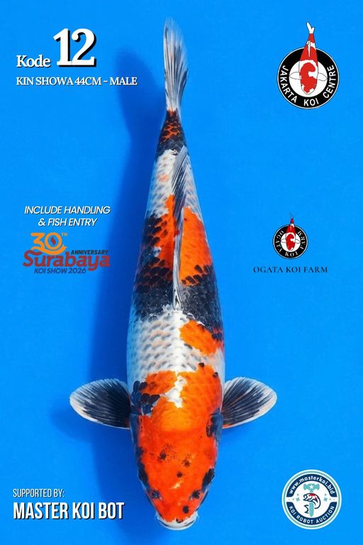 12. KIN SHOWA 44cm [...