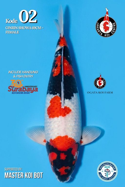Lelang Koi Online, Jual Beli Ikan Koi, Pusat Jual Beli Koi, Info Lelang Koi Hari Ini, Platform Jual Beli Koi, Jual Beli Ikan Koi Online, Marketplace Ikan Koi, Jual Koi Terbaik, Tempat Beli Koi Berkualitas, Pasar Ikan Koi Online Terpercaya, Penjual Ikan Koi Terpercaya, Beli Koi Hias Online, Ikan Koi untuk Dijual, Koi Kualitas Terbaik, Toko Online Ikan Koi, Koi Hias Untuk Dijual, Jual Beli Ikan Koi Lokal, Koi Indonesia Online, Pusat Jual Beli Koi Terbesar