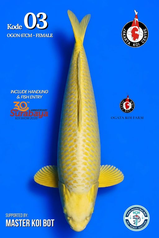 Lelang Koi Online, Jual Beli Ikan Koi, Pusat Jual Beli Koi, Info Lelang Koi Hari Ini, Platform Jual Beli Koi, Jual Beli Ikan Koi Online, Marketplace Ikan Koi, Jual Koi Terbaik, Tempat Beli Koi Berkualitas, Pasar Ikan Koi Online Terpercaya, Penjual Ikan Koi Terpercaya, Beli Koi Hias Online, Ikan Koi untuk Dijual, Koi Kualitas Terbaik, Toko Online Ikan Koi, Koi Hias Untuk Dijual, Jual Beli Ikan Koi Lokal, Koi Indonesia Online, Pusat Jual Beli Koi Terbesar