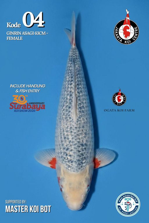 Lelang Koi Online, Jual Beli Ikan Koi, Pusat Jual Beli Koi, Info Lelang Koi Hari Ini, Platform Jual Beli Koi, Jual Beli Ikan Koi Online, Marketplace Ikan Koi, Jual Koi Terbaik, Tempat Beli Koi Berkualitas, Pasar Ikan Koi Online Terpercaya, Penjual Ikan Koi Terpercaya, Beli Koi Hias Online, Ikan Koi untuk Dijual, Koi Kualitas Terbaik, Toko Online Ikan Koi, Koi Hias Untuk Dijual, Jual Beli Ikan Koi Lokal, Koi Indonesia Online, Pusat Jual Beli Koi Terbesar