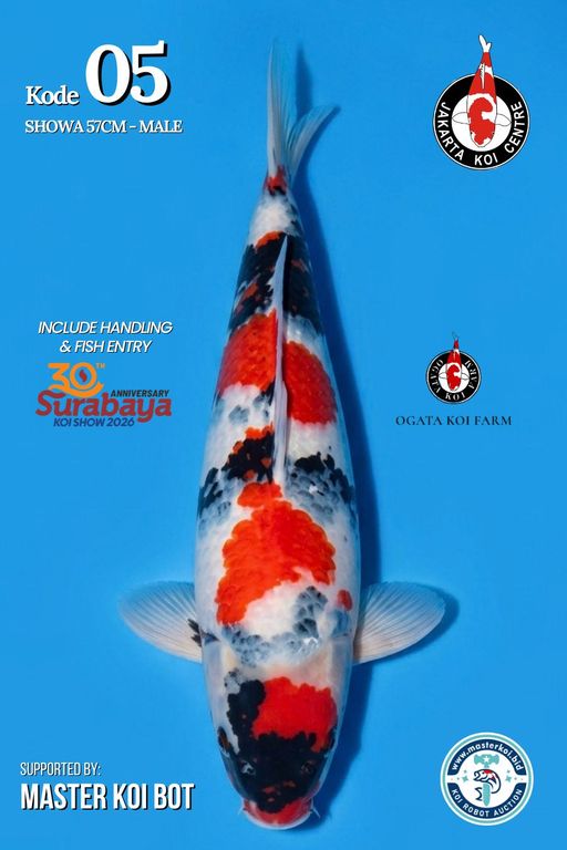 Lelang Koi Online, Jual Beli Ikan Koi, Pusat Jual Beli Koi, Info Lelang Koi Hari Ini, Platform Jual Beli Koi, Jual Beli Ikan Koi Online, Marketplace Ikan Koi, Jual Koi Terbaik, Tempat Beli Koi Berkualitas, Pasar Ikan Koi Online Terpercaya, Penjual Ikan Koi Terpercaya, Beli Koi Hias Online, Ikan Koi untuk Dijual, Koi Kualitas Terbaik, Toko Online Ikan Koi, Koi Hias Untuk Dijual, Jual Beli Ikan Koi Lokal, Koi Indonesia Online, Pusat Jual Beli Koi Terbesar