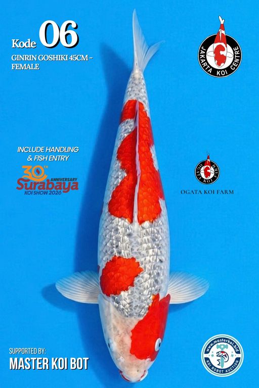 Lelang Koi Online, Jual Beli Ikan Koi, Pusat Jual Beli Koi, Info Lelang Koi Hari Ini, Platform Jual Beli Koi, Jual Beli Ikan Koi Online, Marketplace Ikan Koi, Jual Koi Terbaik, Tempat Beli Koi Berkualitas, Pasar Ikan Koi Online Terpercaya, Penjual Ikan Koi Terpercaya, Beli Koi Hias Online, Ikan Koi untuk Dijual, Koi Kualitas Terbaik, Toko Online Ikan Koi, Koi Hias Untuk Dijual, Jual Beli Ikan Koi Lokal, Koi Indonesia Online, Pusat Jual Beli Koi Terbesar