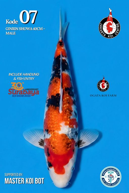 Lelang Koi Online, Jual Beli Ikan Koi, Pusat Jual Beli Koi, Info Lelang Koi Hari Ini, Platform Jual Beli Koi, Jual Beli Ikan Koi Online, Marketplace Ikan Koi, Jual Koi Terbaik, Tempat Beli Koi Berkualitas, Pasar Ikan Koi Online Terpercaya, Penjual Ikan Koi Terpercaya, Beli Koi Hias Online, Ikan Koi untuk Dijual, Koi Kualitas Terbaik, Toko Online Ikan Koi, Koi Hias Untuk Dijual, Jual Beli Ikan Koi Lokal, Koi Indonesia Online, Pusat Jual Beli Koi Terbesar