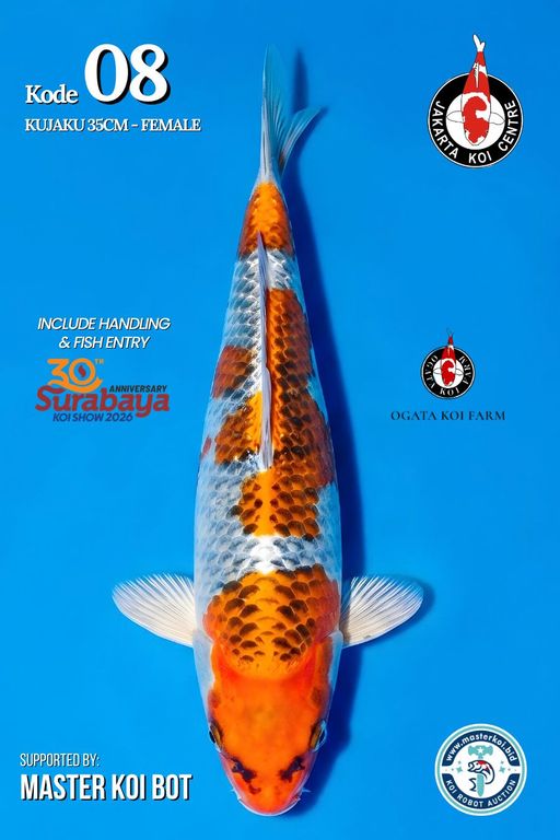 Lelang Koi Online, Jual Beli Ikan Koi, Pusat Jual Beli Koi, Info Lelang Koi Hari Ini, Platform Jual Beli Koi, Jual Beli Ikan Koi Online, Marketplace Ikan Koi, Jual Koi Terbaik, Tempat Beli Koi Berkualitas, Pasar Ikan Koi Online Terpercaya, Penjual Ikan Koi Terpercaya, Beli Koi Hias Online, Ikan Koi untuk Dijual, Koi Kualitas Terbaik, Toko Online Ikan Koi, Koi Hias Untuk Dijual, Jual Beli Ikan Koi Lokal, Koi Indonesia Online, Pusat Jual Beli Koi Terbesar