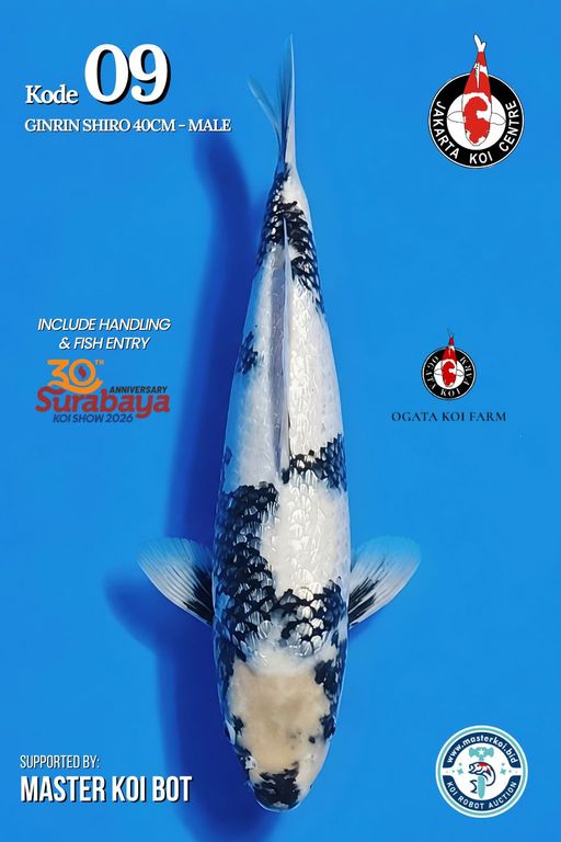 Lelang Koi Online, Jual Beli Ikan Koi, Pusat Jual Beli Koi, Info Lelang Koi Hari Ini, Platform Jual Beli Koi, Jual Beli Ikan Koi Online, Marketplace Ikan Koi, Jual Koi Terbaik, Tempat Beli Koi Berkualitas, Pasar Ikan Koi Online Terpercaya, Penjual Ikan Koi Terpercaya, Beli Koi Hias Online, Ikan Koi untuk Dijual, Koi Kualitas Terbaik, Toko Online Ikan Koi, Koi Hias Untuk Dijual, Jual Beli Ikan Koi Lokal, Koi Indonesia Online, Pusat Jual Beli Koi Terbesar