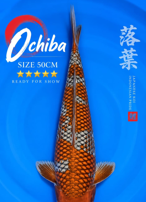 A. OCHIBA SIGURE REA...