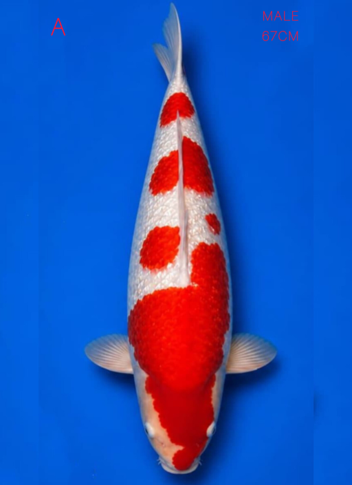 A. KOHAKU GINDRIN MA...