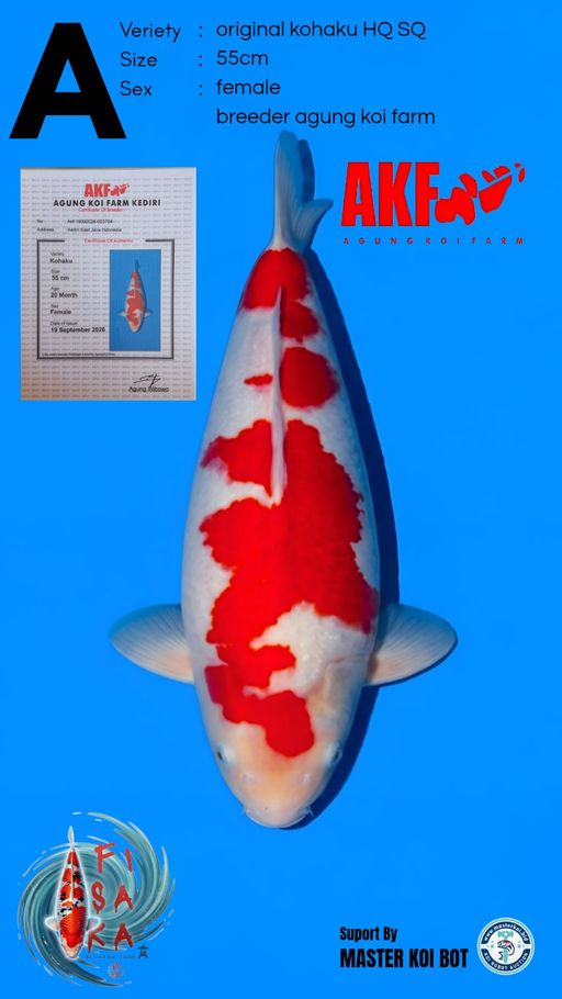 A. KOHAKU BADAK AKF ...