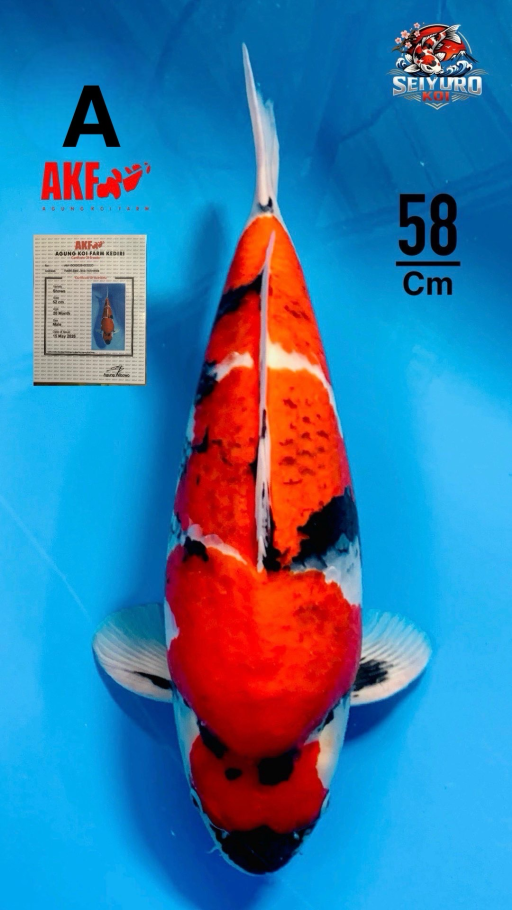A. RARE SHOWA GOROMO...