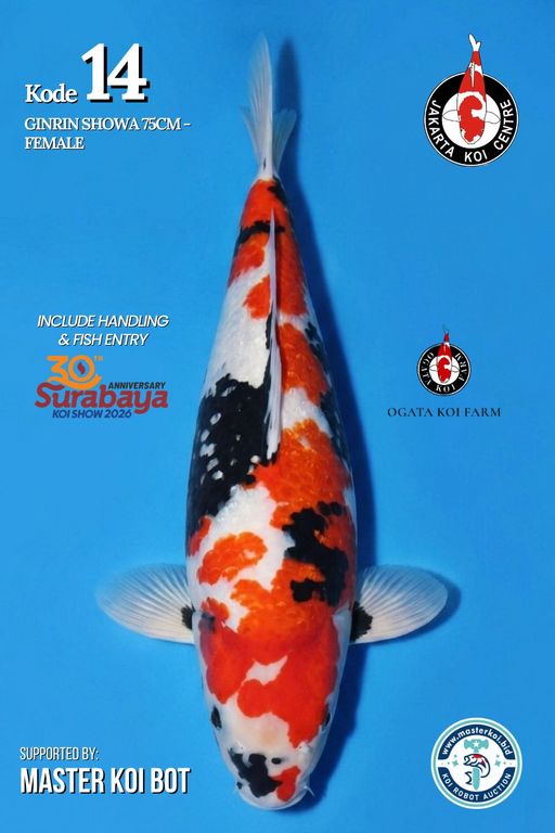 Lelang Koi Online, Jual Beli Ikan Koi, Pusat Jual Beli Koi, Info Lelang Koi Hari Ini, Platform Jual Beli Koi, Jual Beli Ikan Koi Online, Marketplace Ikan Koi, Jual Koi Terbaik, Tempat Beli Koi Berkualitas, Pasar Ikan Koi Online Terpercaya, Penjual Ikan Koi Terpercaya, Beli Koi Hias Online, Ikan Koi untuk Dijual, Koi Kualitas Terbaik, Toko Online Ikan Koi, Koi Hias Untuk Dijual, Jual Beli Ikan Koi Lokal, Koi Indonesia Online, Pusat Jual Beli Koi Terbesar