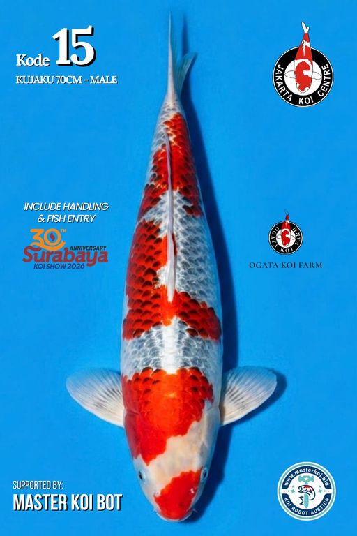 Lelang Koi Online, Jual Beli Ikan Koi, Pusat Jual Beli Koi, Info Lelang Koi Hari Ini, Platform Jual Beli Koi, Jual Beli Ikan Koi Online, Marketplace Ikan Koi, Jual Koi Terbaik, Tempat Beli Koi Berkualitas, Pasar Ikan Koi Online Terpercaya, Penjual Ikan Koi Terpercaya, Beli Koi Hias Online, Ikan Koi untuk Dijual, Koi Kualitas Terbaik, Toko Online Ikan Koi, Koi Hias Untuk Dijual, Jual Beli Ikan Koi Lokal, Koi Indonesia Online, Pusat Jual Beli Koi Terbesar