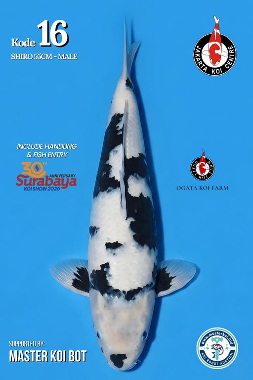 Lelang Koi Online, Jual Beli Ikan Koi, Pusat Jual Beli Koi, Info Lelang Koi Hari Ini, Platform Jual Beli Koi, Jual Beli Ikan Koi Online, Marketplace Ikan Koi, Jual Koi Terbaik, Tempat Beli Koi Berkualitas, Pasar Ikan Koi Online Terpercaya, Penjual Ikan Koi Terpercaya, Beli Koi Hias Online, Ikan Koi untuk Dijual, Koi Kualitas Terbaik, Toko Online Ikan Koi, Koi Hias Untuk Dijual, Jual Beli Ikan Koi Lokal, Koi Indonesia Online, Pusat Jual Beli Koi Terbesar