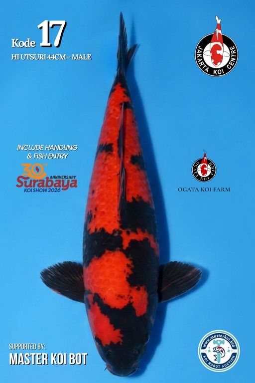 Lelang Koi Online, Jual Beli Ikan Koi, Pusat Jual Beli Koi, Info Lelang Koi Hari Ini, Platform Jual Beli Koi, Jual Beli Ikan Koi Online, Marketplace Ikan Koi, Jual Koi Terbaik, Tempat Beli Koi Berkualitas, Pasar Ikan Koi Online Terpercaya, Penjual Ikan Koi Terpercaya, Beli Koi Hias Online, Ikan Koi untuk Dijual, Koi Kualitas Terbaik, Toko Online Ikan Koi, Koi Hias Untuk Dijual, Jual Beli Ikan Koi Lokal, Koi Indonesia Online, Pusat Jual Beli Koi Terbesar