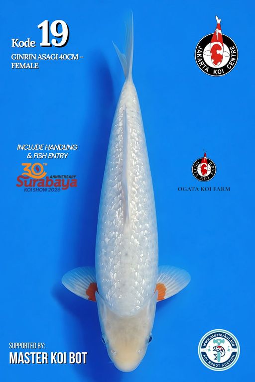 Lelang Koi Online, Jual Beli Ikan Koi, Pusat Jual Beli Koi, Info Lelang Koi Hari Ini, Platform Jual Beli Koi, Jual Beli Ikan Koi Online, Marketplace Ikan Koi, Jual Koi Terbaik, Tempat Beli Koi Berkualitas, Pasar Ikan Koi Online Terpercaya, Penjual Ikan Koi Terpercaya, Beli Koi Hias Online, Ikan Koi untuk Dijual, Koi Kualitas Terbaik, Toko Online Ikan Koi, Koi Hias Untuk Dijual, Jual Beli Ikan Koi Lokal, Koi Indonesia Online, Pusat Jual Beli Koi Terbesar