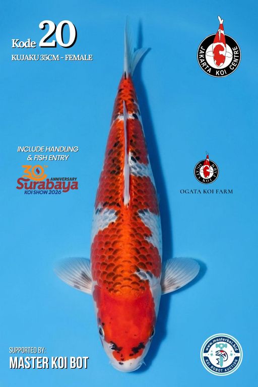 Lelang Koi Online, Jual Beli Ikan Koi, Pusat Jual Beli Koi, Info Lelang Koi Hari Ini, Platform Jual Beli Koi, Jual Beli Ikan Koi Online, Marketplace Ikan Koi, Jual Koi Terbaik, Tempat Beli Koi Berkualitas, Pasar Ikan Koi Online Terpercaya, Penjual Ikan Koi Terpercaya, Beli Koi Hias Online, Ikan Koi untuk Dijual, Koi Kualitas Terbaik, Toko Online Ikan Koi, Koi Hias Untuk Dijual, Jual Beli Ikan Koi Lokal, Koi Indonesia Online, Pusat Jual Beli Koi Terbesar