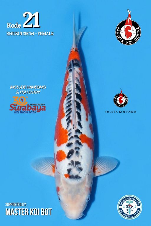 Lelang Koi Online, Jual Beli Ikan Koi, Pusat Jual Beli Koi, Info Lelang Koi Hari Ini, Platform Jual Beli Koi, Jual Beli Ikan Koi Online, Marketplace Ikan Koi, Jual Koi Terbaik, Tempat Beli Koi Berkualitas, Pasar Ikan Koi Online Terpercaya, Penjual Ikan Koi Terpercaya, Beli Koi Hias Online, Ikan Koi untuk Dijual, Koi Kualitas Terbaik, Toko Online Ikan Koi, Koi Hias Untuk Dijual, Jual Beli Ikan Koi Lokal, Koi Indonesia Online, Pusat Jual Beli Koi Terbesar