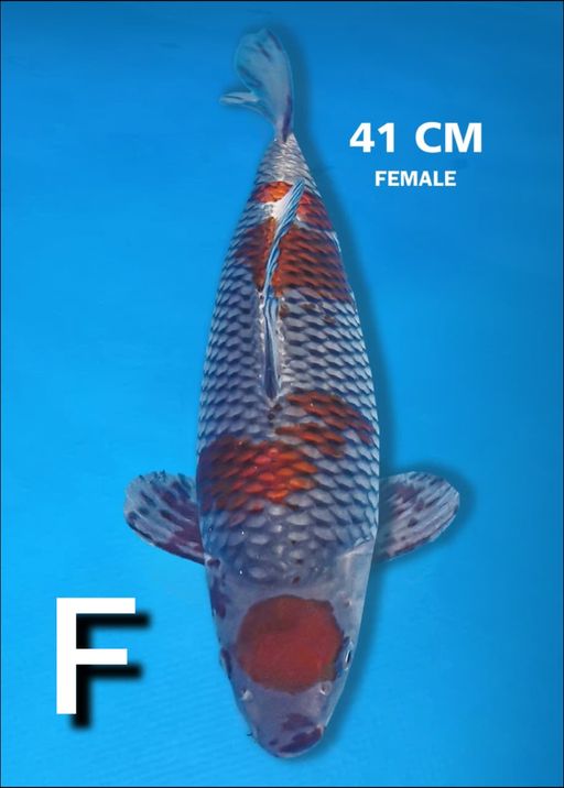 F. OCHIBA 41cm [FEMA...