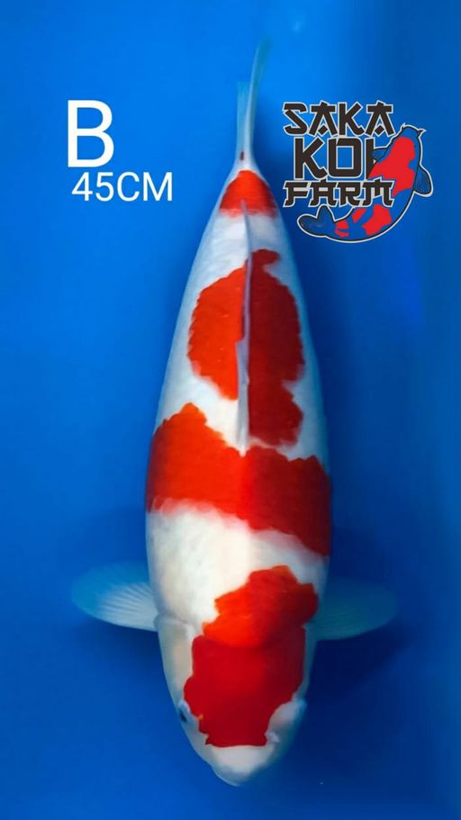 B. QUALITY KOHAKU BY...