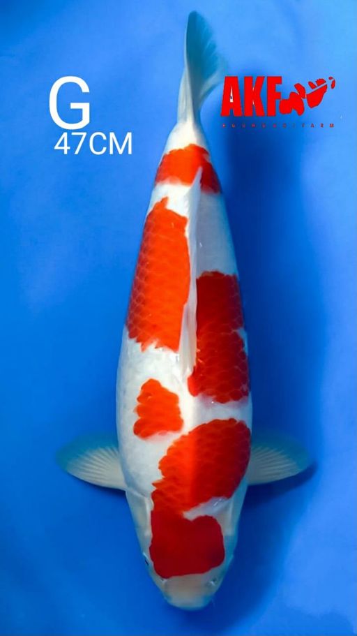 G. QUALITY KOHAKU BY...