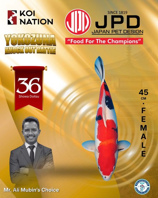 Lelang Koi Online, Jual Beli Ikan Koi, Pusat Jual Beli Koi, Info Lelang Koi Hari Ini, Platform Jual Beli Koi, Jual Beli Ikan Koi Online, Marketplace Ikan Koi, Jual Koi Terbaik, Tempat Beli Koi Berkualitas, Pasar Ikan Koi Online Terpercaya, Penjual Ikan Koi Terpercaya, Beli Koi Hias Online, Ikan Koi untuk Dijual, Koi Kualitas Terbaik, Toko Online Ikan Koi, Koi Hias Untuk Dijual, Jual Beli Ikan Koi Lokal, Koi Indonesia Online, Pusat Jual Beli Koi Terbesar