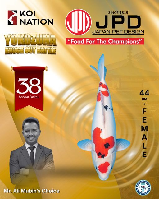 Lelang Koi Online, Jual Beli Ikan Koi, Pusat Jual Beli Koi, Info Lelang Koi Hari Ini, Platform Jual Beli Koi, Jual Beli Ikan Koi Online, Marketplace Ikan Koi, Jual Koi Terbaik, Tempat Beli Koi Berkualitas, Pasar Ikan Koi Online Terpercaya, Penjual Ikan Koi Terpercaya, Beli Koi Hias Online, Ikan Koi untuk Dijual, Koi Kualitas Terbaik, Toko Online Ikan Koi, Koi Hias Untuk Dijual, Jual Beli Ikan Koi Lokal, Koi Indonesia Online, Pusat Jual Beli Koi Terbesar