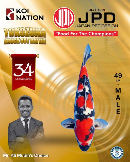 Lelang Koi Online, Jual Beli Ikan Koi, Pusat Jual Beli Koi, Info Lelang Koi Hari Ini, Platform Jual Beli Koi, Jual Beli Ikan Koi Online, Marketplace Ikan Koi, Jual Koi Terbaik, Tempat Beli Koi Berkualitas, Pasar Ikan Koi Online Terpercaya, Penjual Ikan Koi Terpercaya, Beli Koi Hias Online, Ikan Koi untuk Dijual, Koi Kualitas Terbaik, Toko Online Ikan Koi, Koi Hias Untuk Dijual, Jual Beli Ikan Koi Lokal, Koi Indonesia Online, Pusat Jual Beli Koi Terbesar