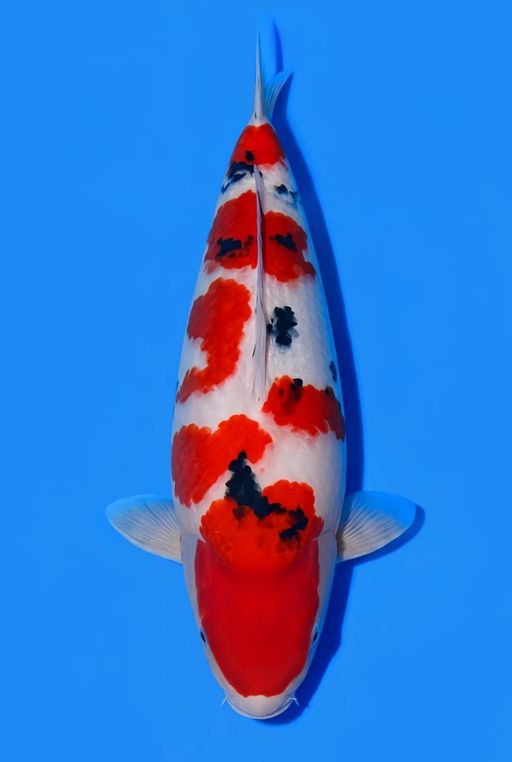 C. SANKE SUPERBULKY ...