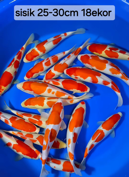 A. KOHAKU GRAD A 25-...