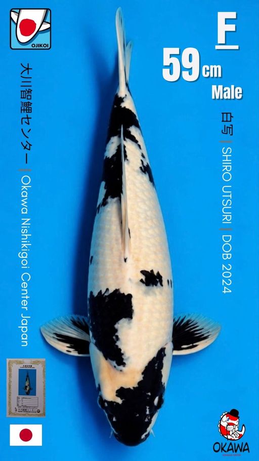 F. SHIRO BREED BY OK...